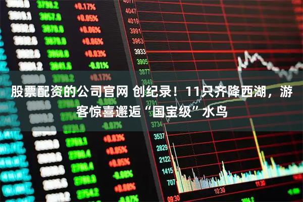 股票配资的公司官网 创纪录！11只齐降西湖，游客惊喜邂逅“国宝级”水鸟